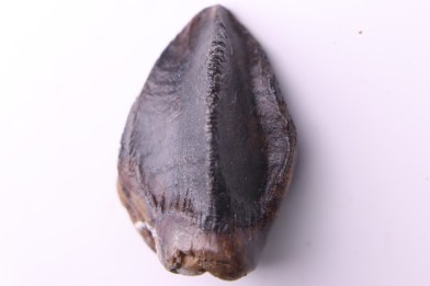 dinosaure tooth: TRICERATOPS HORRIDUS