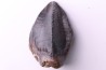 dinosaure tooth: TRICERATOPS HORRIDUS