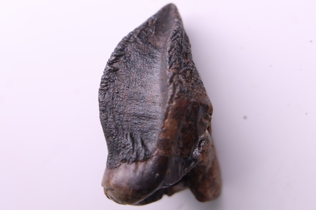 dinosaure tooth: TRICERATOPS HORRIDUS