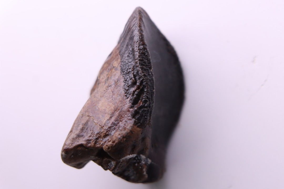 dent de dinosaure  TRICERATOPS HORRIDUS  Hell Creek  Fmt - crétacé supérieur - Dawson County, Montana, USA