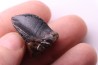 dinosaure tooth: TRICERATOPS HORRIDUS