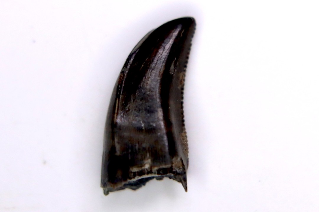 dent de dinosaure raptor: dromaeosaurus Hell Creek  Formation cretacé superieur Dawson County, Montana