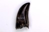 dinosaur tooth  raptor: dromaeosaurus  Hell Creek  Formation  upper cretaceous   Dawson County, Montana - USA