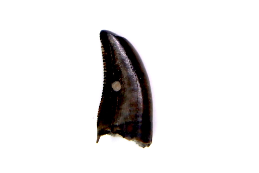 dinosaur tooth  raptor: dromaeosaurus  Hell Creek  Formation  upper cretaceous   Dawson County, Montana - USA