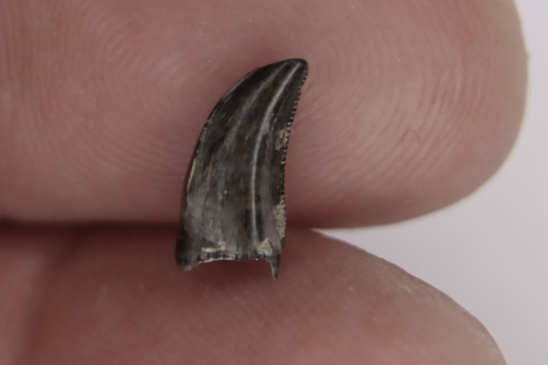 dinosaur tooth  raptor: dromaeosaurus  Hell Creek  Formation  upper cretaceous   Dawson County, Montana - USA