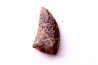 dinosaur tooth  raptor: dromaeosaurus  Hell Creek  Formation  upper cretaceous   Dawson County, Montana - USA