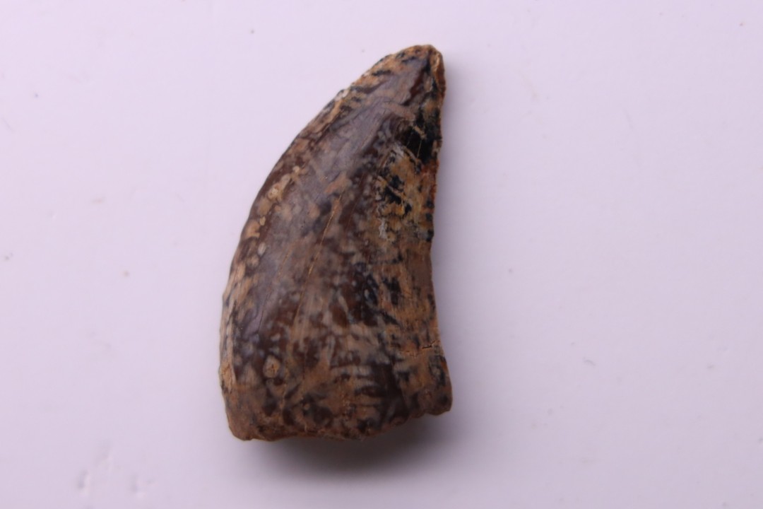 dinosaur tooth  raptor: dromaeosaurus  Hell Creek  Formation  upper cretaceous   Dawson County, Montana - USA