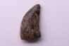 dent de dinosaure raptor: dromaeosaurus Hell Creek Formation cretacé superieur Dawson County, Montana