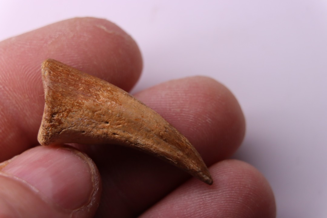 Griffe de dinosaure :  Nanotyrannus lancensis  (ou T-REX﻿ juvénile) Maastrichtien ,  Perkins county, Dakota , USA