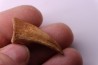 Griffe de dinosaure : Nanotyrannus lancensis (ou T-REX juvénile) Maastrichtien , Perkins county, Dakota , USA