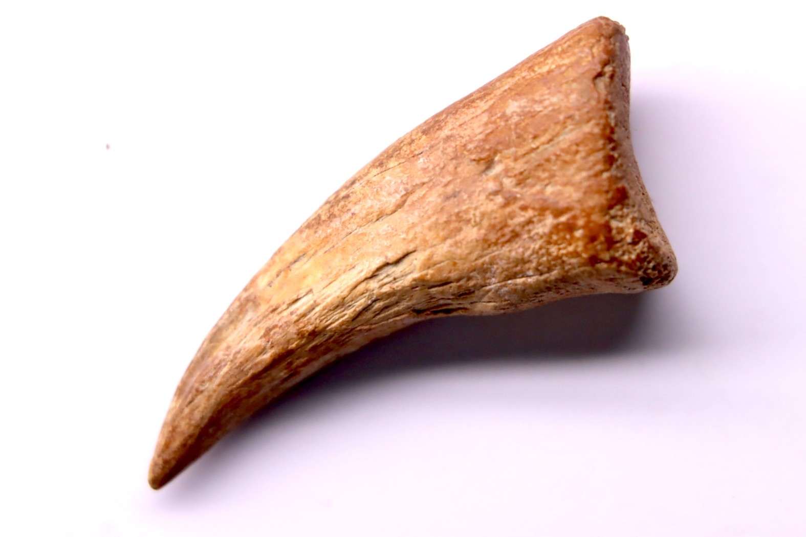 Griffe de dinosaure : Nanotyrannus lancensis Maastrichtien , Hell Creek Fmt, Perkins county, Dakota , USA