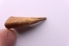 Griffe de dinosaure : Nanotyrannus lancensis Maastrichtien , Hell Creek Fmt, Perkins county, Dakota , USA