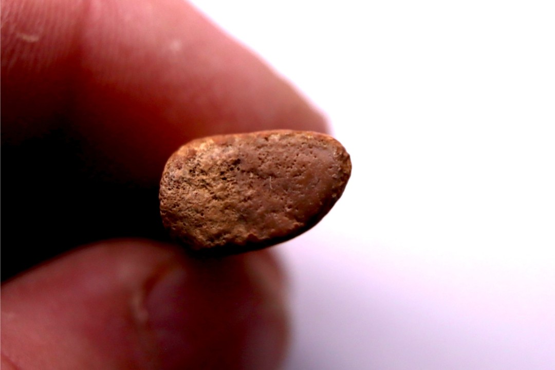 Griffe de dinosaure :  Nanotyrannus lancensis  Maastrichtien ,  Hell Creek Fmt,  Perkins county, Dakota , USA