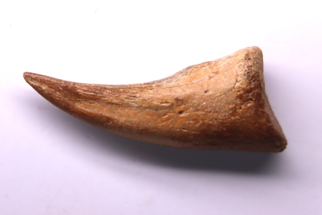 Griffe de dinosaure :  Nanotyrannus lancensis  Maastrichtien ,  Hell Creek Fmt,  Perkins county, Dakota , USA