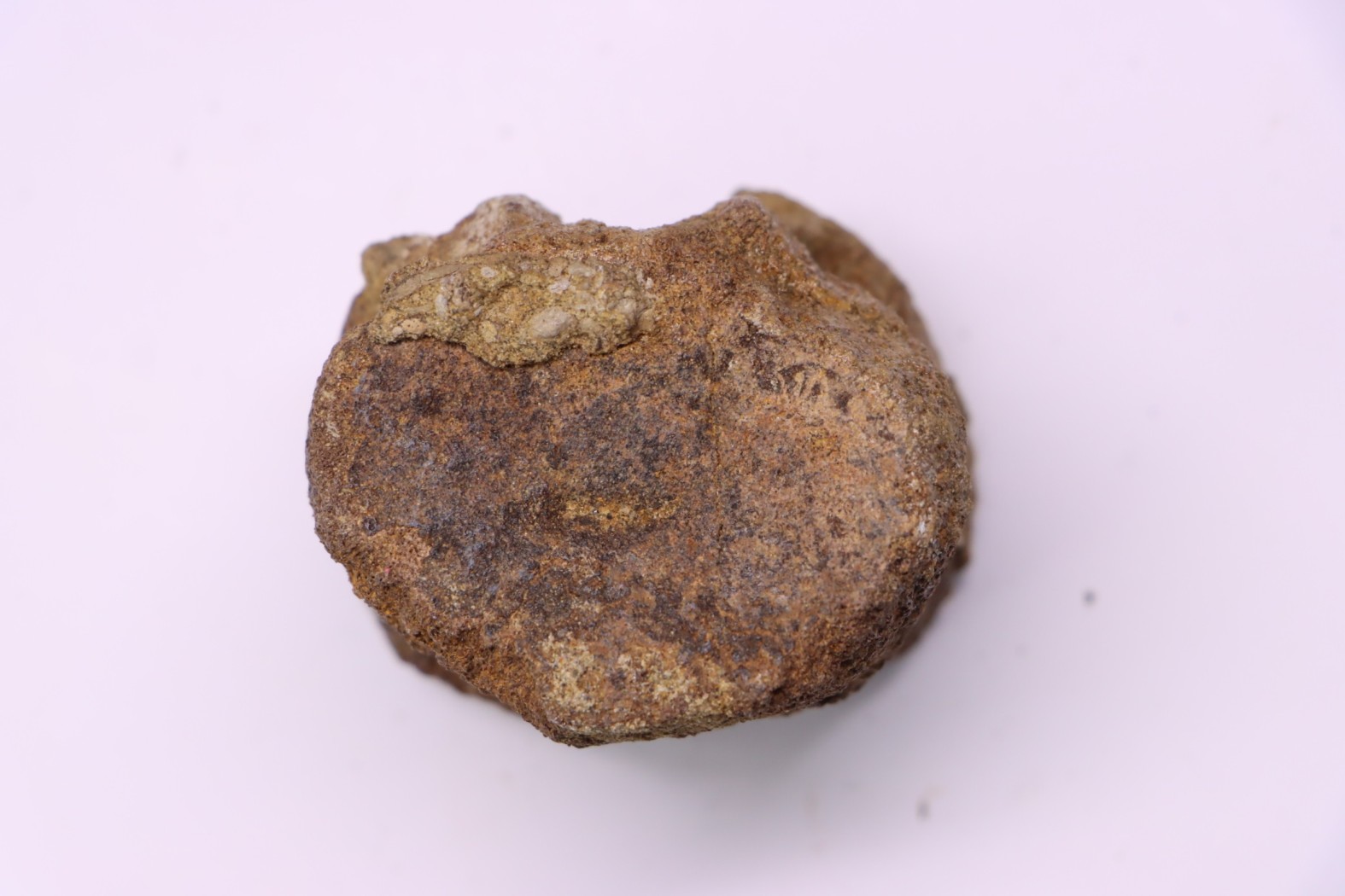 vertèbre de dinosaure TRICERATOPS HORRIDUS - Hell Creek Fmt - crétacé supérieur - Dawson County, Montana