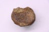 dinosaure vertebra: TRICERATOPS HORRIDUS