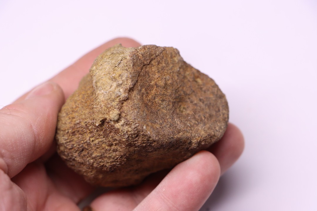 dinosaure vertebra: TRICERATOPS HORRIDUS
