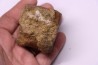 dinosaure vertebra: TRICERATOPS HORRIDUS