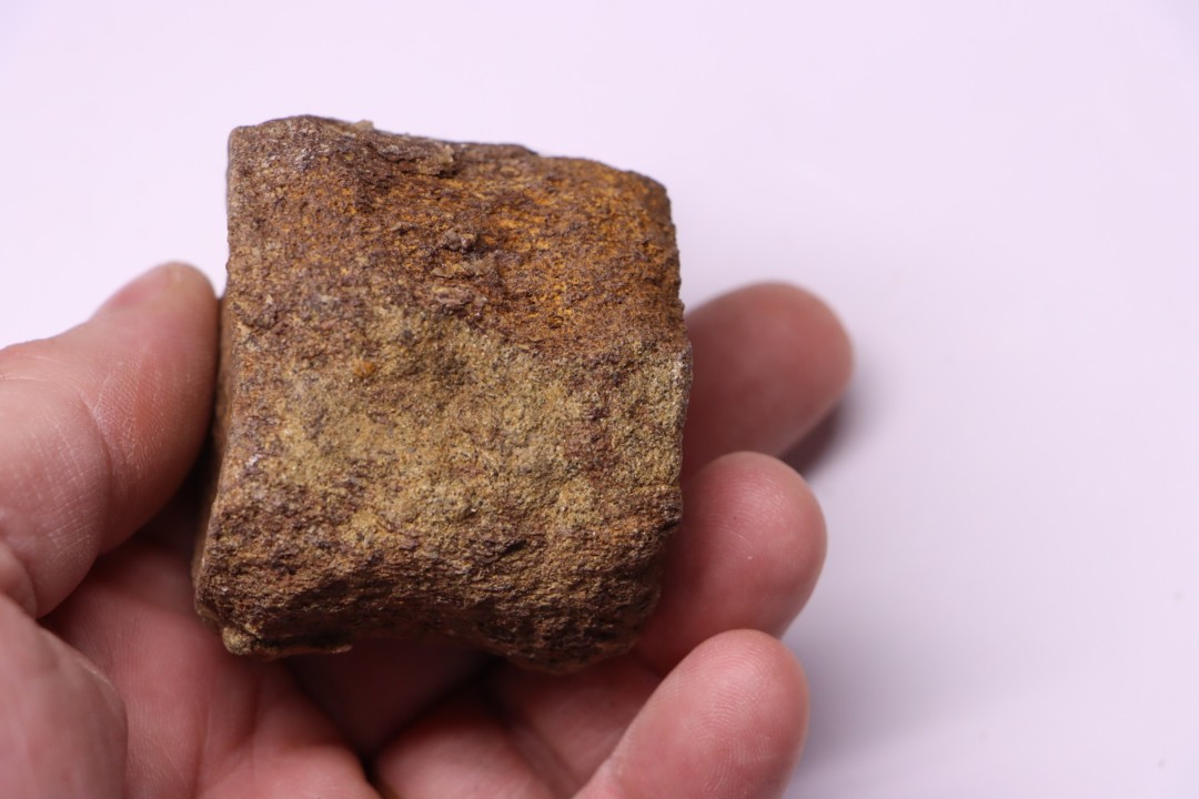 dinosaure vertebra: TRICERATOPS HORRIDUS