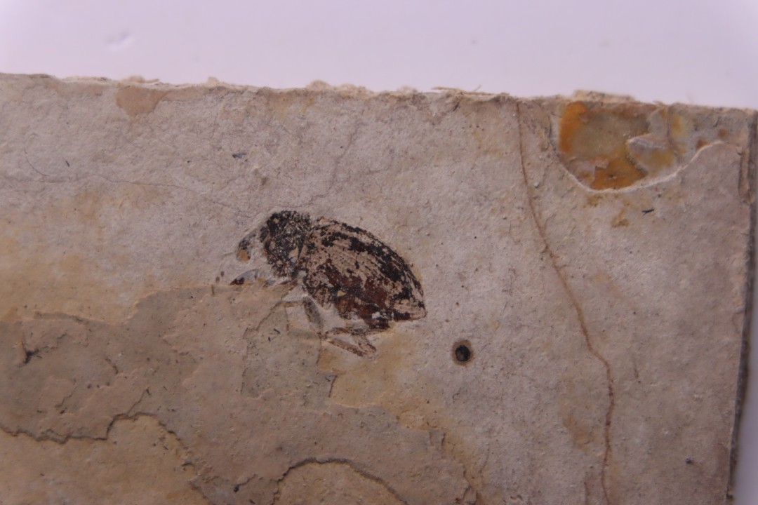 Insecte: COLEOPTERE  stampien (oligocène)  région de Forcalquier - (04)- France