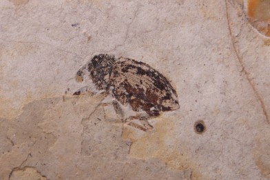Insecte: COLEOPTERE  stampien (oligocène)  région de Forcalquier - (04)- France