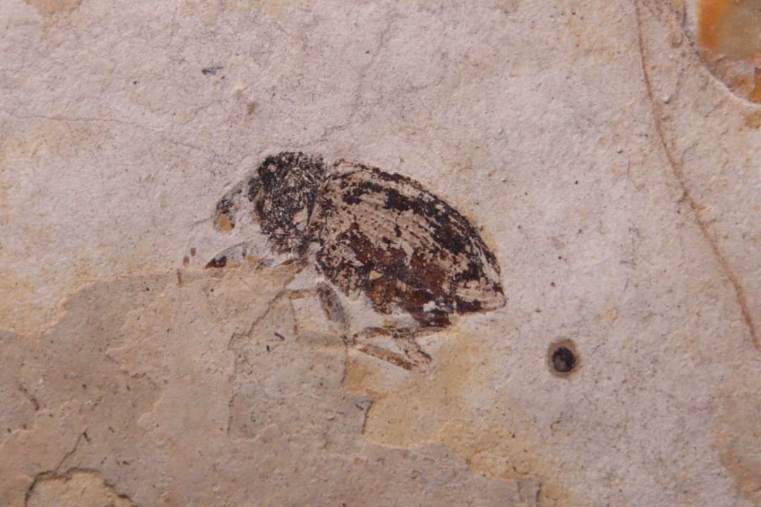 Insecte: COLEOPTERE  stampien (oligocène)  région de Forcalquier - (04)- France