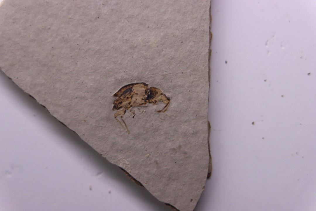 insecte: DIPTERE -stampien de Provence