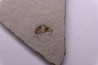 insecte: DIPTERE -stampien de Provence