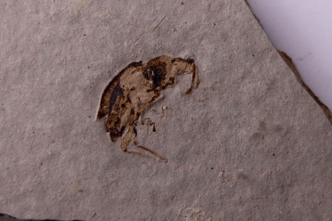 insect: DIPTERE