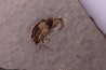 insect: DIPTERE