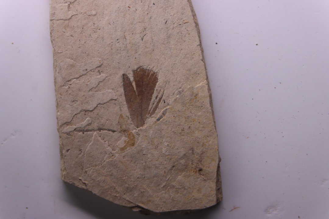 Plume d'oiseau - stampien (oligocène)  région de Forcalquier - (04)- France