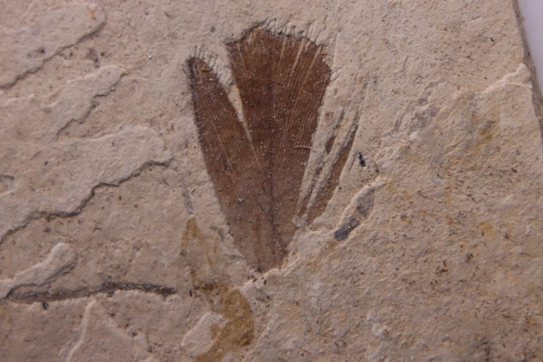 Plume d'oiseau - stampien (oligocène)  région de Forcalquier - (04)- France