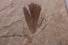 Plume d'oiseau - stampien (oligocène) région de Forcalquier - (04)- France