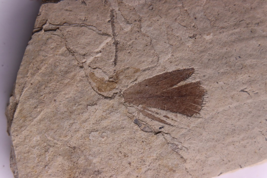 Plume d'oiseau - stampien (oligocène)  région de Forcalquier - (04)- France