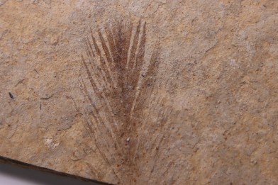 bird feather - stampien (oligocène)  Forcalquier area - (04)- France