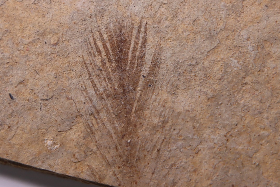 bird feather - stampien (oligocène)  Forcalquier area - (04)- France