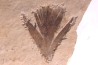 Plume d'oiseau - stampien (oligocène) région de Forcalquier - (04)- France