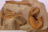 Nostoceras malagasyense  (Colignon, 1971) et Baculites  Lower Maastrichtian  Belo sur Tsiribihina, Madagascar