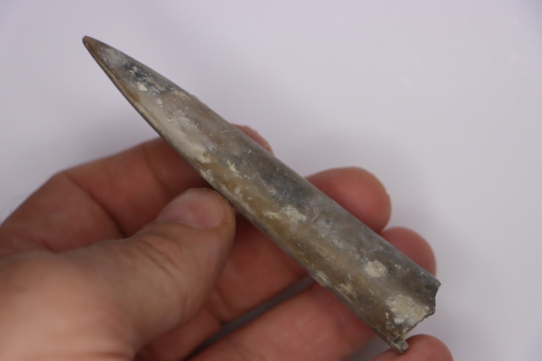 bélemnite:  Acrocoelithes quenstedti (Oppel, 1856)   Aalenian  - Nièvre 58 - France