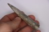 bélemnite: Acrocoelithes quenstedti (Oppel, 1856) Aalenian - Nièvre 58 - France