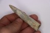 bélemnite: Acrocoelithes quenstedti (Oppel, 1856) Aalenian - Nièvre 58 - France