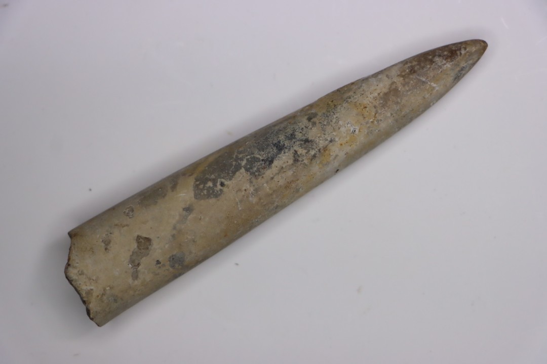 bélemnite:  Acrocoelithes quenstedti (Oppel, 1856)   Aalenian  - Nièvre 58 - France