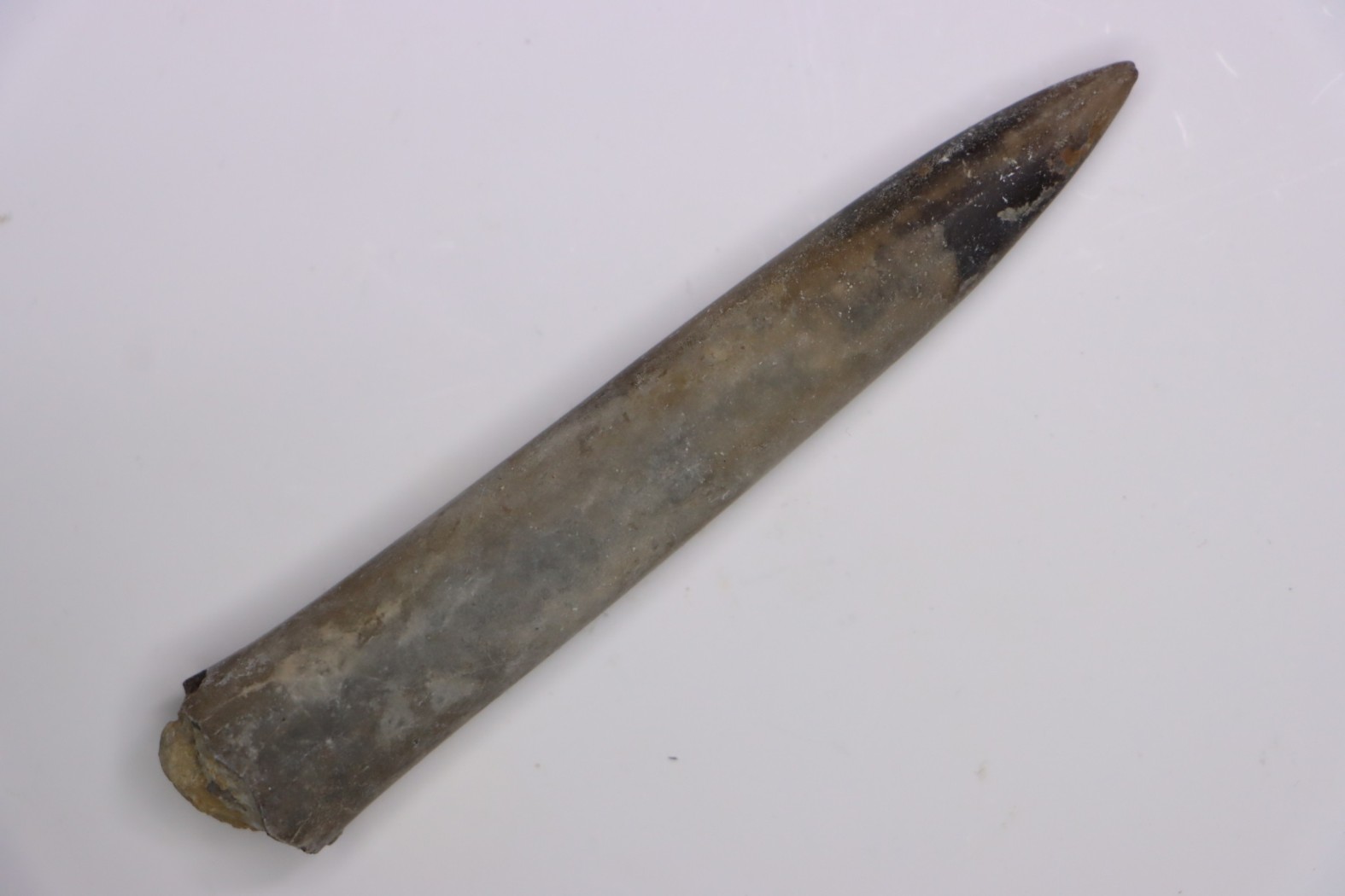 bélemnite: Acrocoelithes quenstedti (Oppel, 1856) Aalenien - Nièvre 58 - France