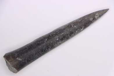 bélemnite:  Acrocoelithes quenstedti (Oppel, 1856)  Aalenien - Nièvre 58 - France