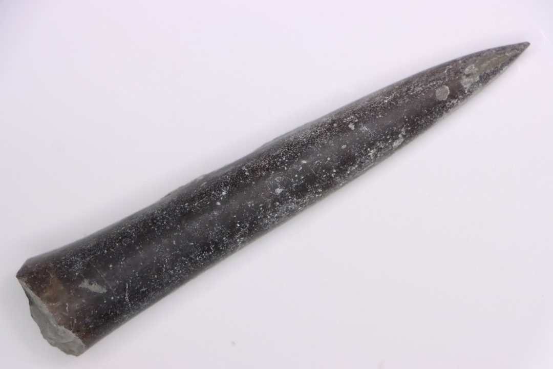bélemnite:  Acrocoelithes quenstedti (Oppel, 1856)   Aalenian  - Nièvre 58 - France