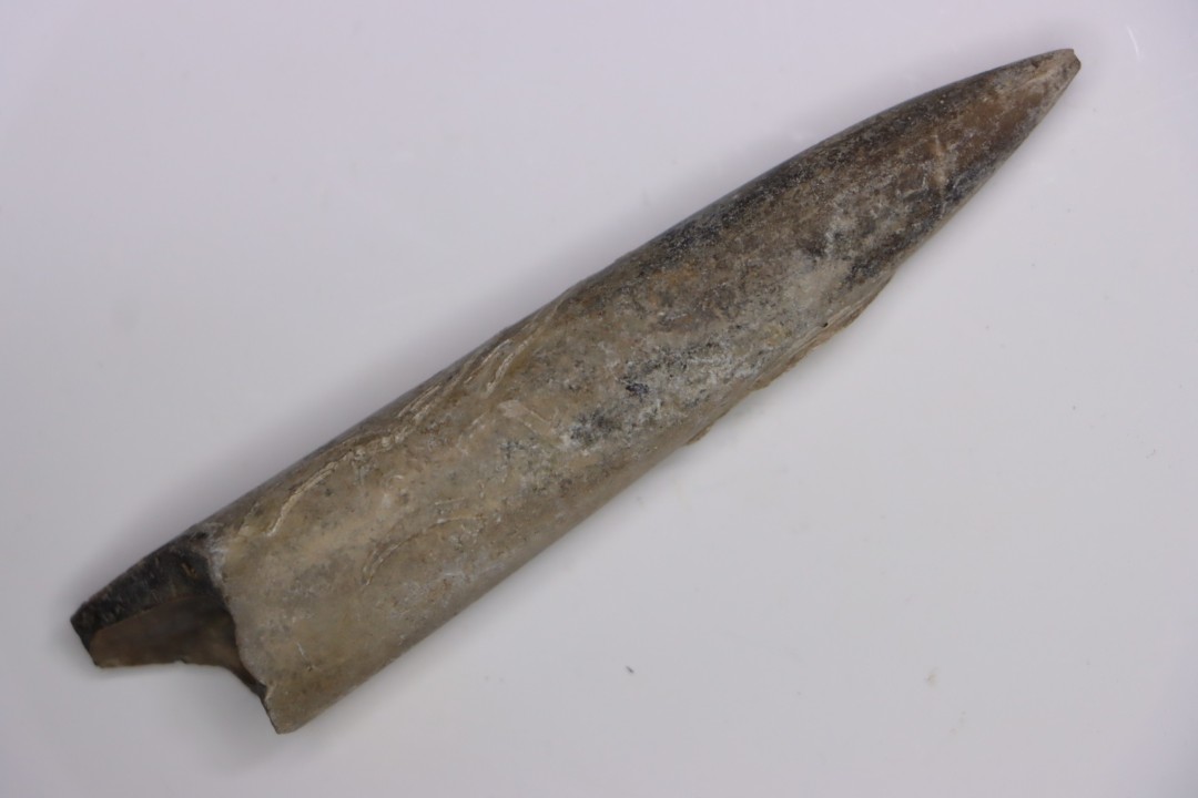 bélemnite:  Acrocoelithes quenstedti (Oppel, 1856)   Aalenian  - Nièvre 58 - France