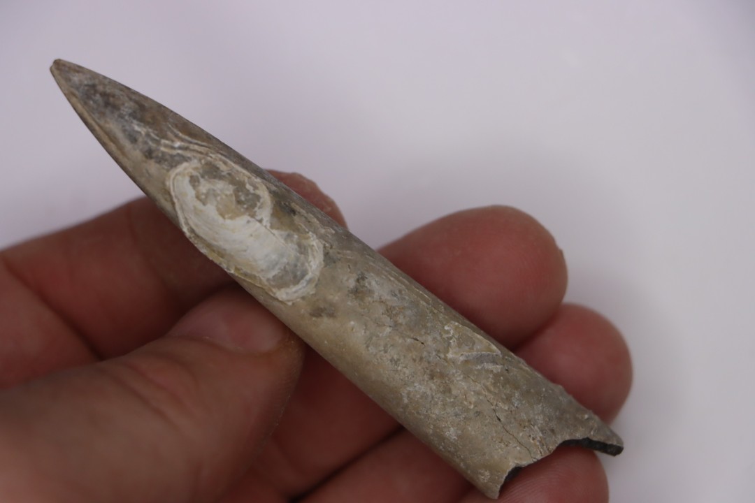 bélemnite:  Acrocoelithes quenstedti (Oppel, 1856)   Aalenian  - Nièvre 58 - France