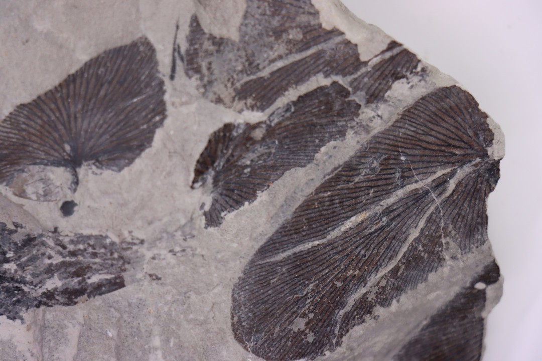 Fougère:  NEUROPTERIS CORDATA  Stephanian (carboniferous)  Sanvignes les Mines (71) FRANCE