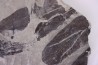 Fougère: NEUROPTERIS CORDATA Stephanian (carbonifere) Sanvignes les Mines (71) FRANCE