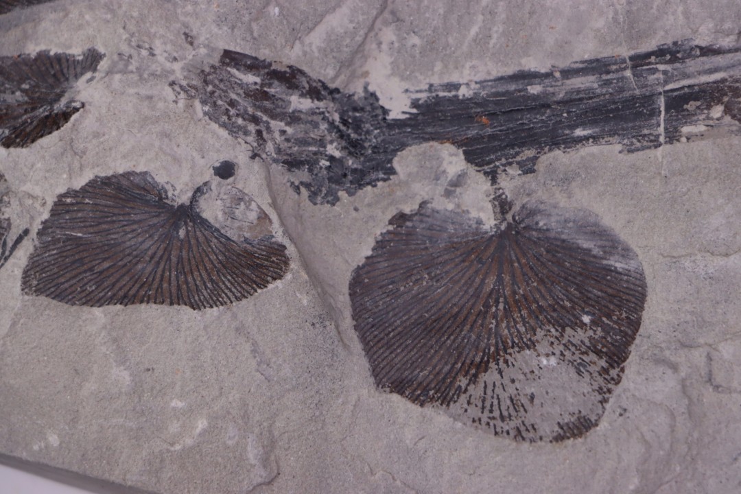 Fougère:  NEUROPTERIS CORDATA  Stephanian (carboniferous)  Sanvignes les Mines (71) FRANCE